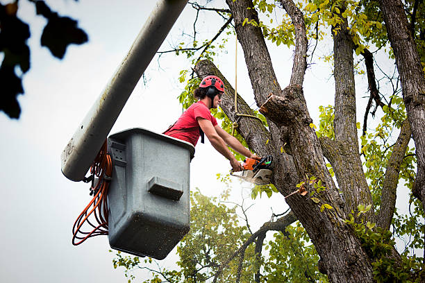 The Steps Involved in Our Tree Care Process in Attica, MI